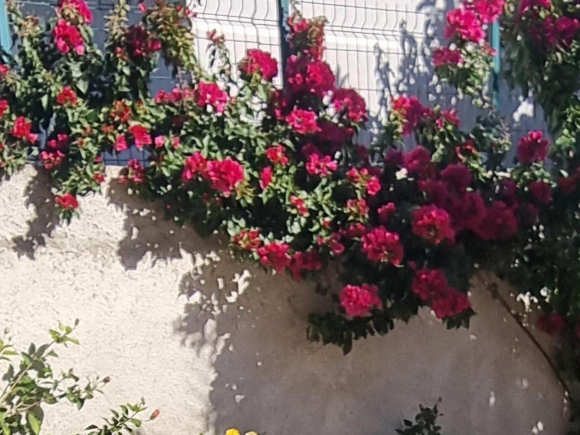 Vila Megi-Rent Room Vlorë Eksteriør billede