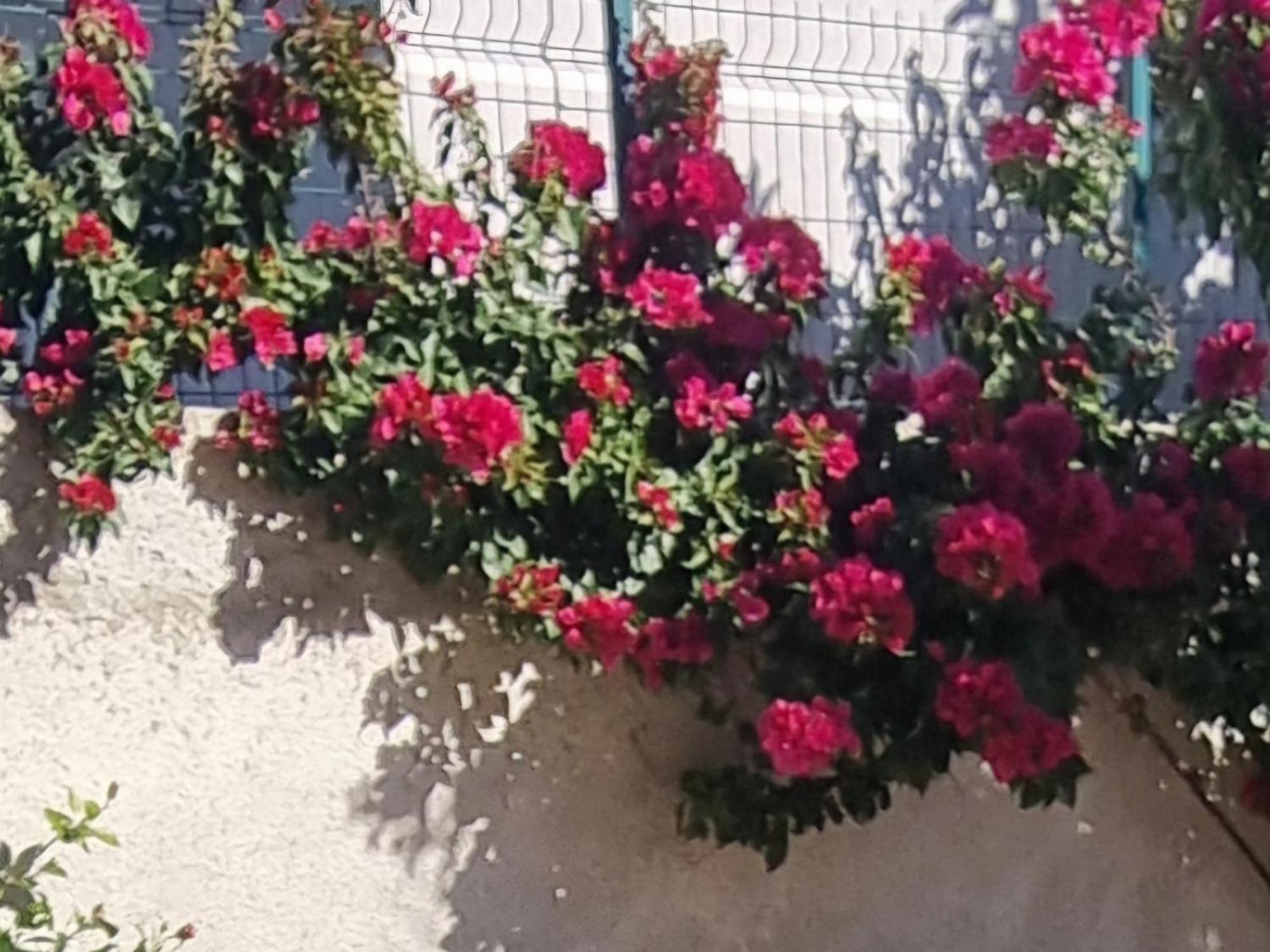 Vila Megi-Rent Room Vlorë Eksteriør billede