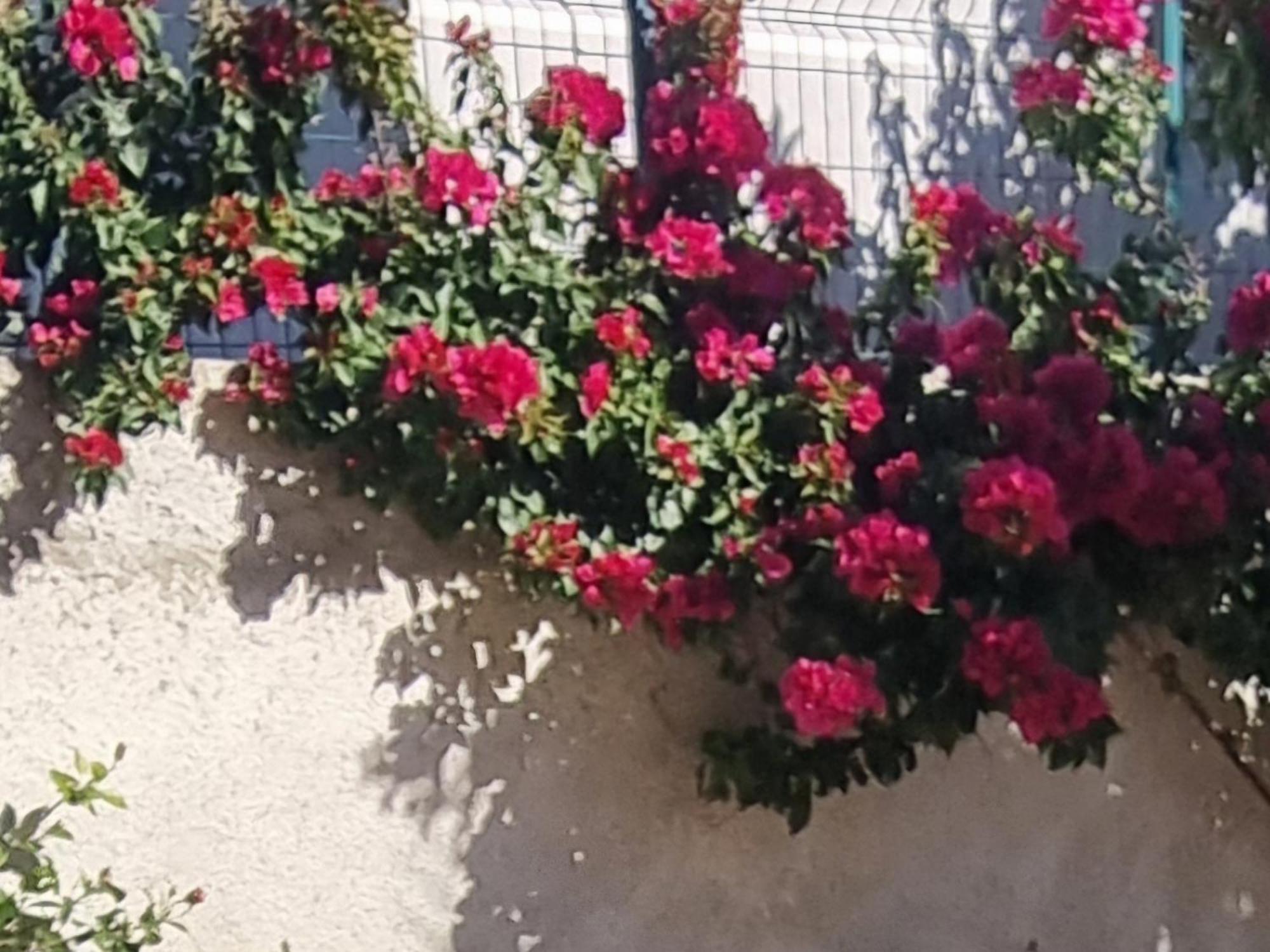 Vila Megi-Rent Room Vlorë Værelse billede